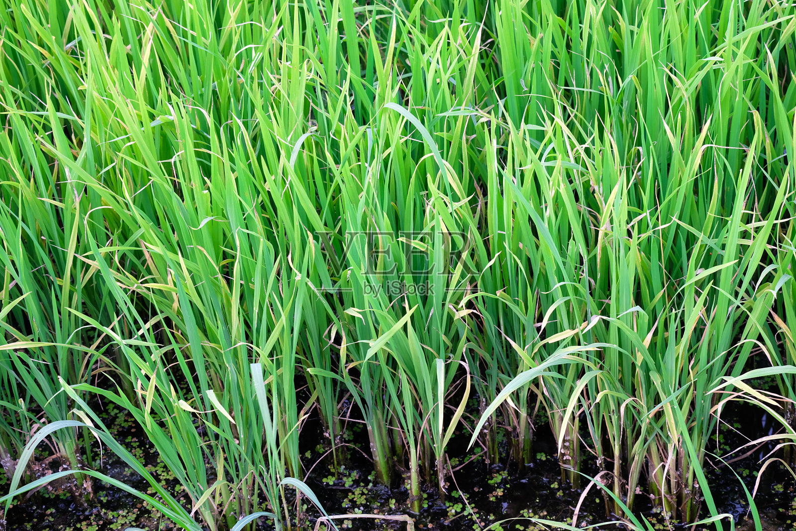 水稻在稻田里种植照片摄影图片