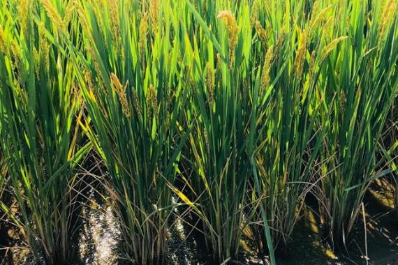 海水稻为什么能在盐碱地种植