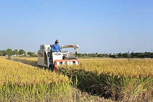种植水稻一年能赚多少钱?
