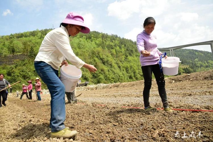 据了解,咸丰粮食储备在全县共有500余亩水稻种植基地,年产量