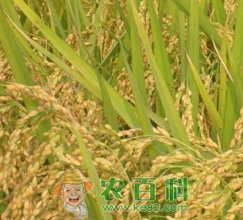 黑龙江适合种植哪个品种的水稻