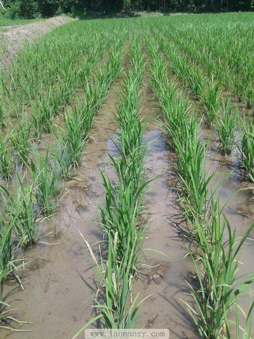 水稻种植技术的详情介绍