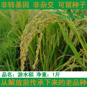 水稻种粒dhk米抗长病抗倒高杂交子水稻种子稻谷谷种厂家直2人付款114