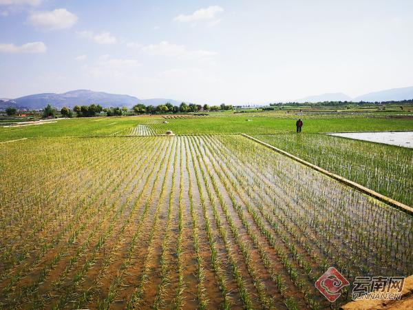 消减农业面源污染云南江川区种植5000多亩生态水稻