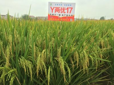 喜报频传!水稻种植专业合作社定向收购Y两优17!