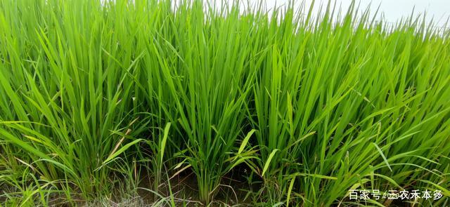西南区域种植的是中迟熟杂交水稻,叶片19片叶左右,正常管理分蘖从第4