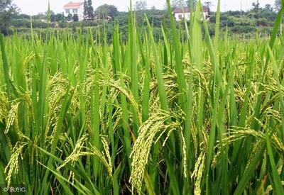 水稻再生稻种植关键技术