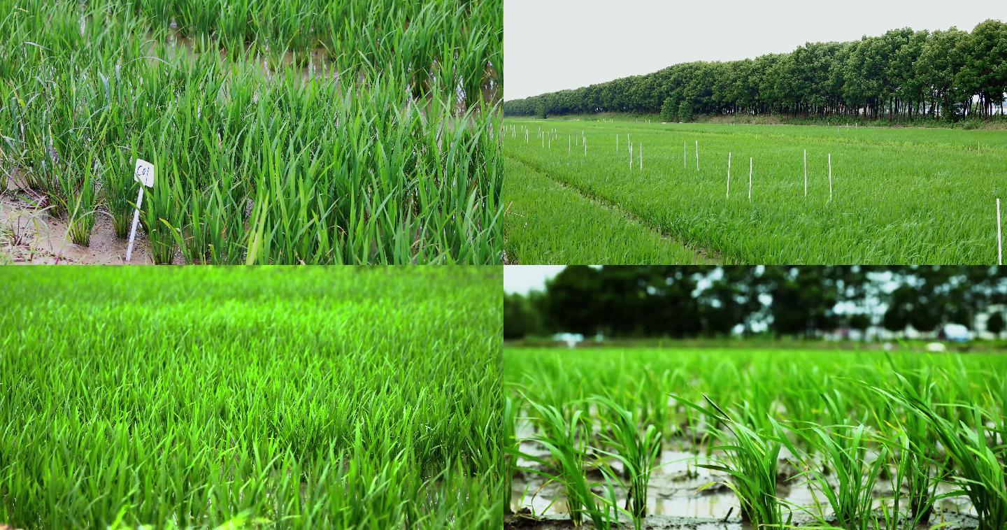 【4K】原创农场种植水稻秧苗科研实验