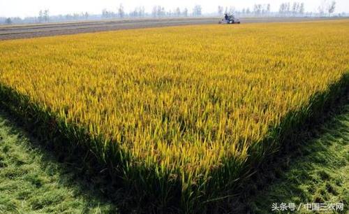 2018年水稻"继续调减无效供给" 这些地区不能再种水稻?