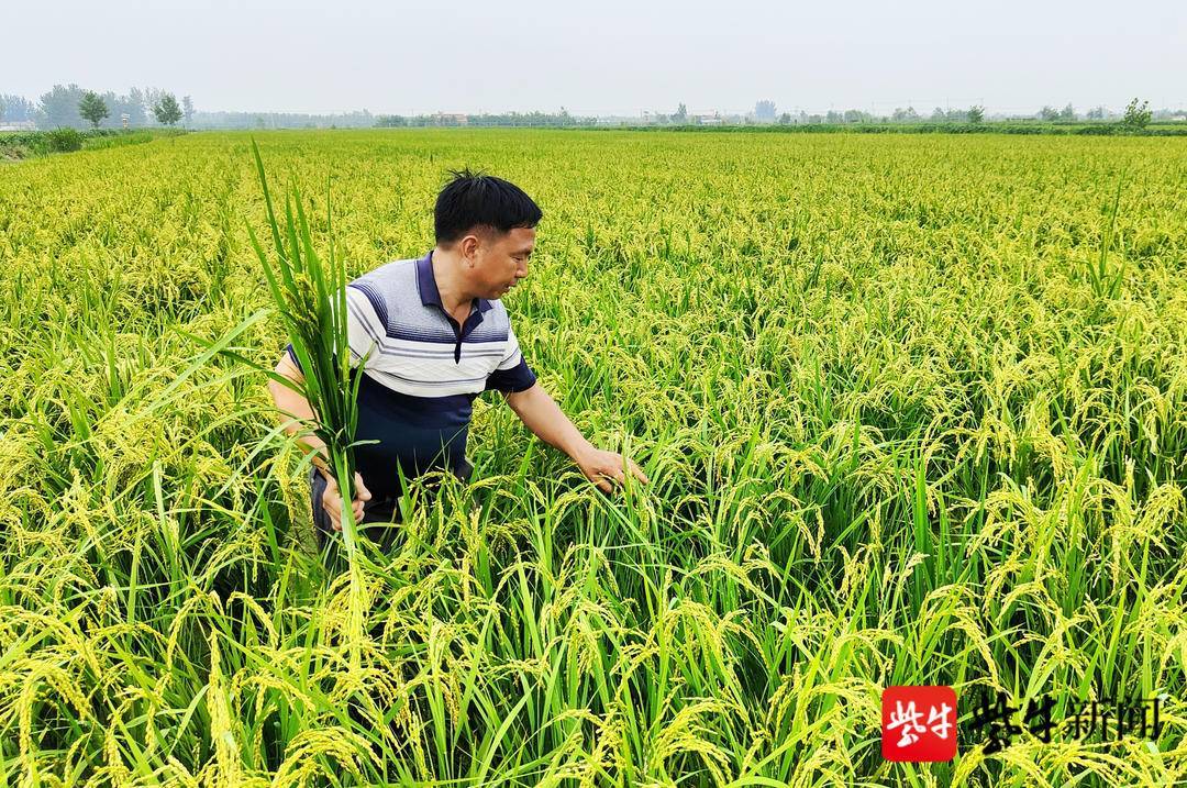 沭阳"越光"水稻丰收在望