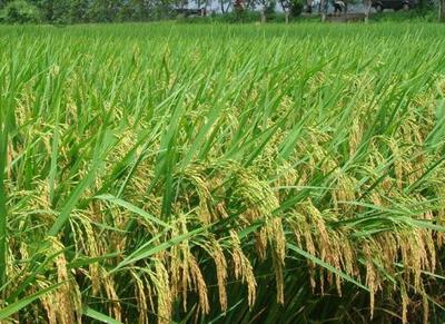 凭借现代化科技的发展,他种植水稻,年收入不菲
