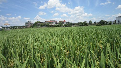 衡阳市水稻种植行业企业名录426家