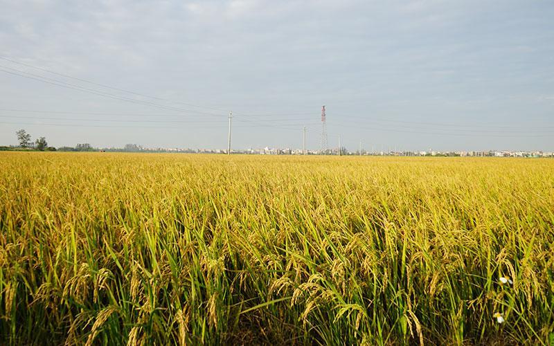 水稻种植(图7)