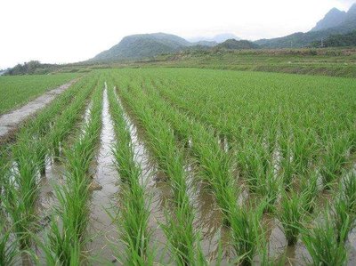 水稻种植,什么时候才是水稻不晒田好处多,晒几次对水稻更有利?