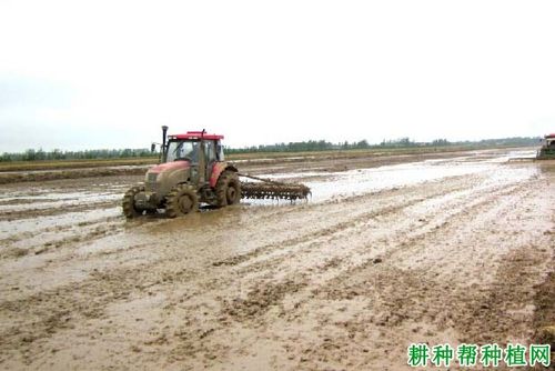 种植水稻如何施肥?