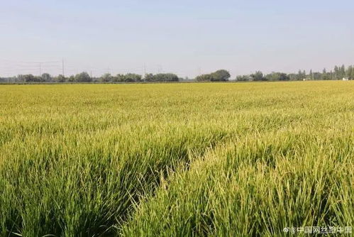 石河子这里的水稻丰收了 最高可产800公斤