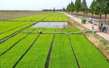 安徽巢湖:抢抓农时种水稻