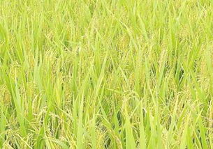 东北地区能种植水稻吗 这里的稻子一般什么时候成熟收割