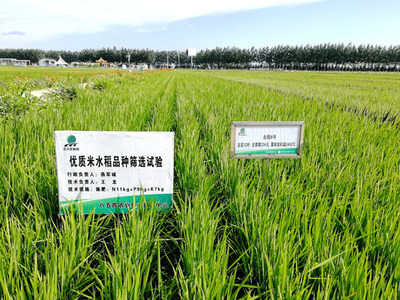 八五四分公司对接市场筛选优质米水稻品种