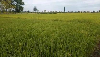 东北三省哪个省的水稻种植面积最大?哪个省的大米更好吃?