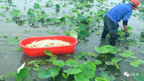 屈原 一位八零后振兴家乡土特产的故事