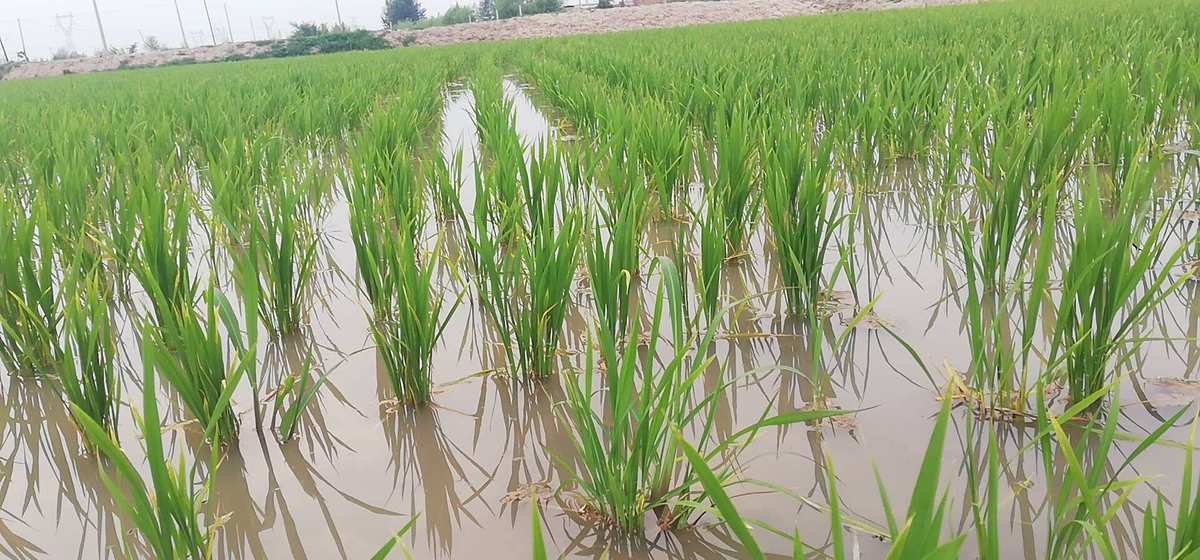 (原始地貌)大庆市启隆农业盐碱地种植水稻示范田位置:大同.